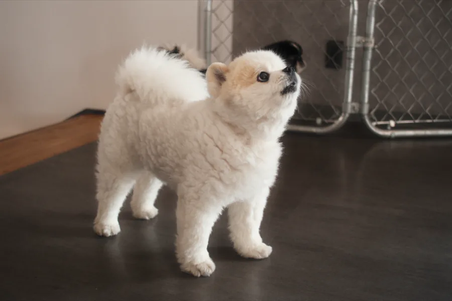 看板犬