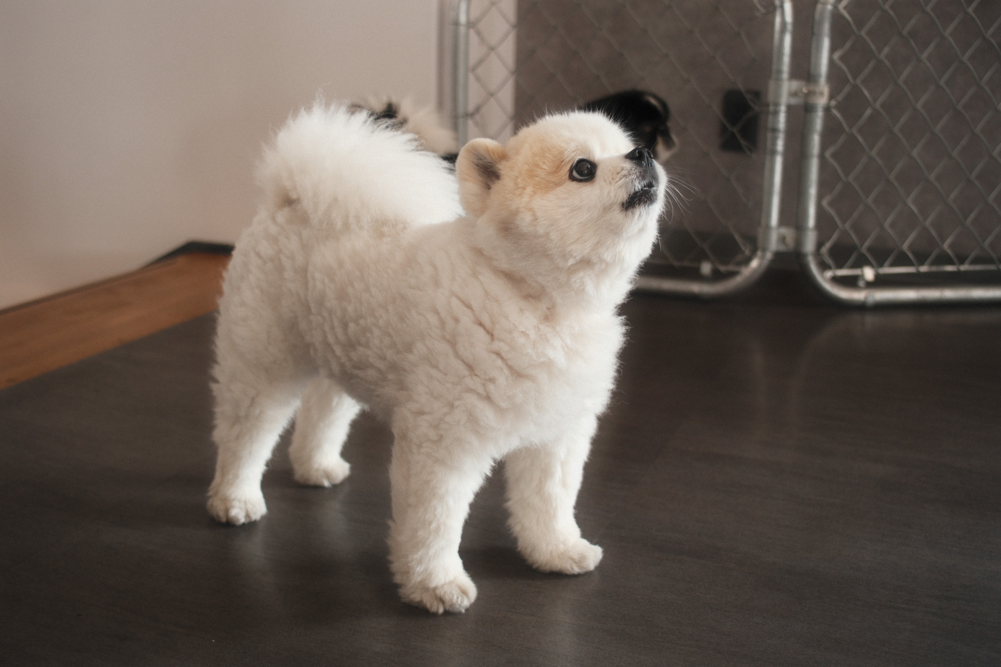 看板犬
