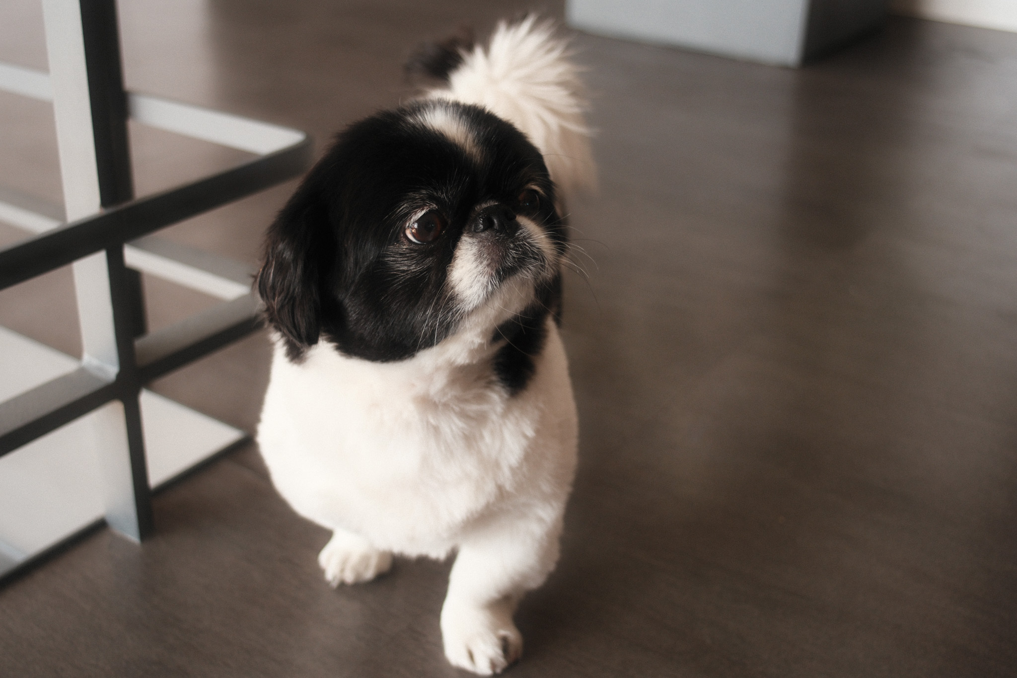 看板犬